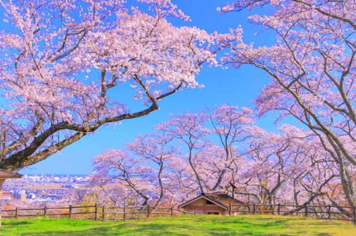 岩切城跡　桜
